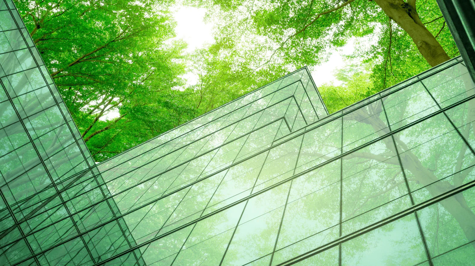 B Corp Certification: Redefining Business as a Force for Good