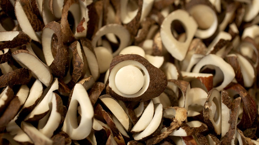 Embracing Sustainability: The Journey of Our Plastic-Free Corozo Buttons