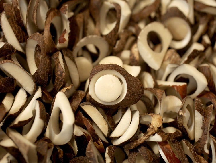 Embracing Sustainability: The Journey of Our Plastic-Free Corozo Buttons